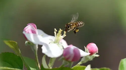 苹果