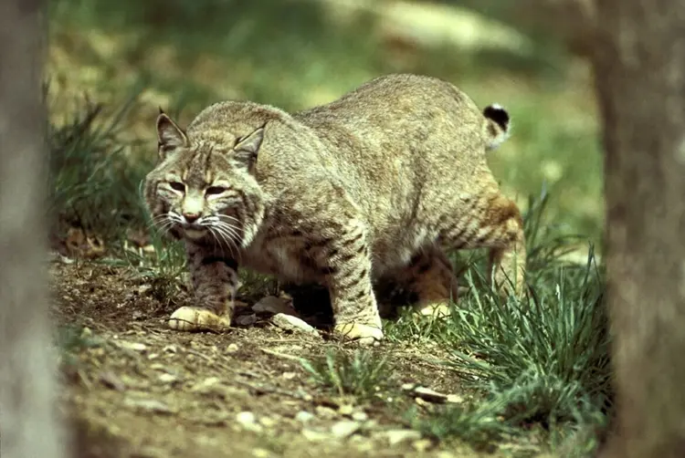 草原斑猫