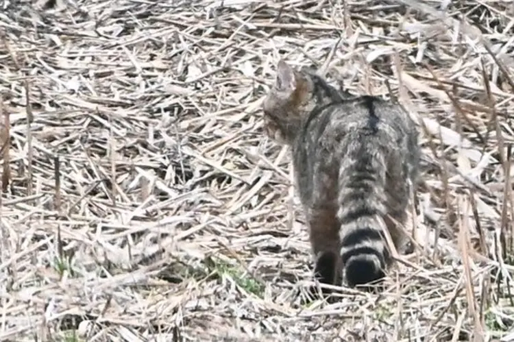 草原斑猫