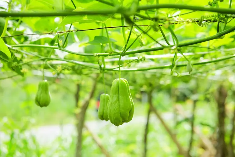 佛手瓜