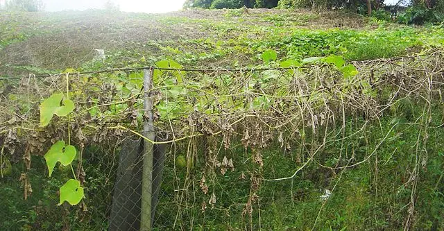 佛手瓜