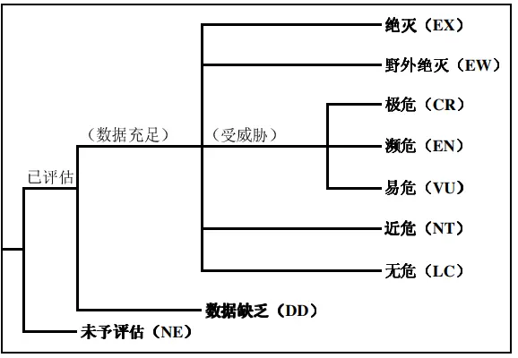 麝鼠