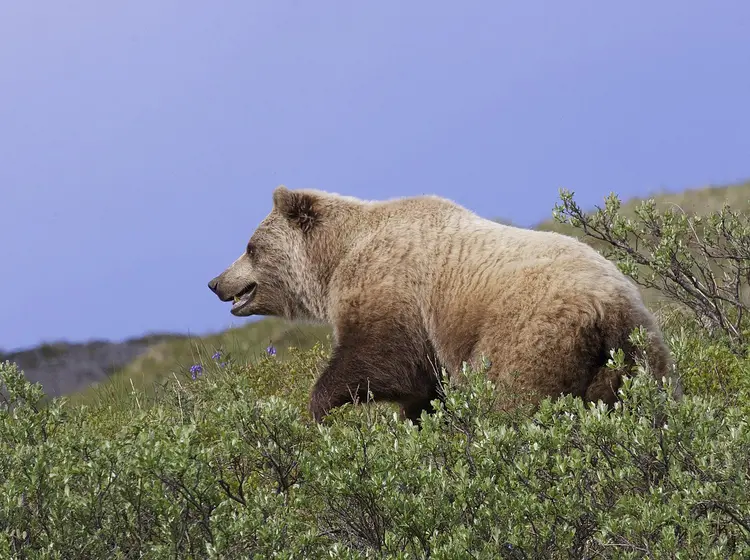 北美灰熊