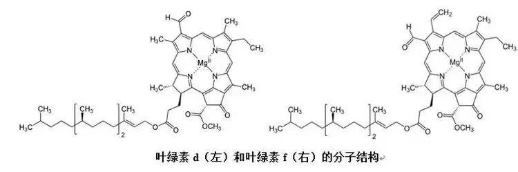 叶绿素