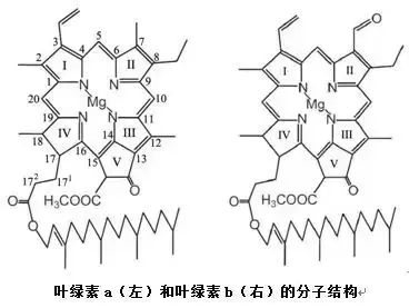 叶绿素