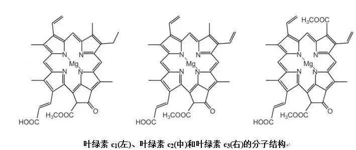 叶绿素