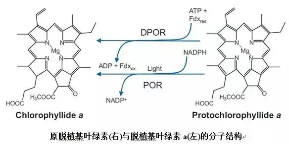 叶绿素