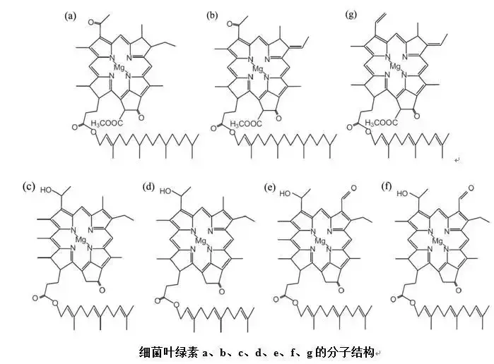 叶绿素