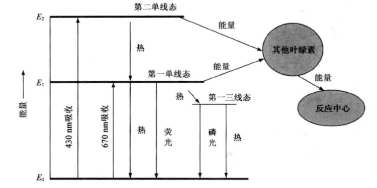 叶绿素