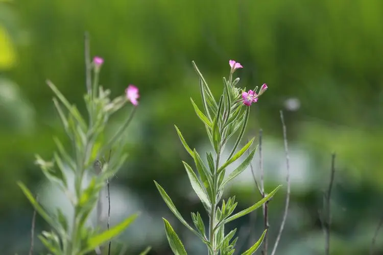 蒿草