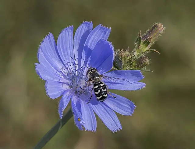 菊苣