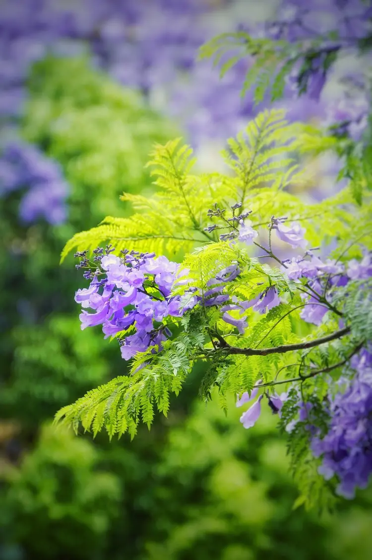 蓝花楹