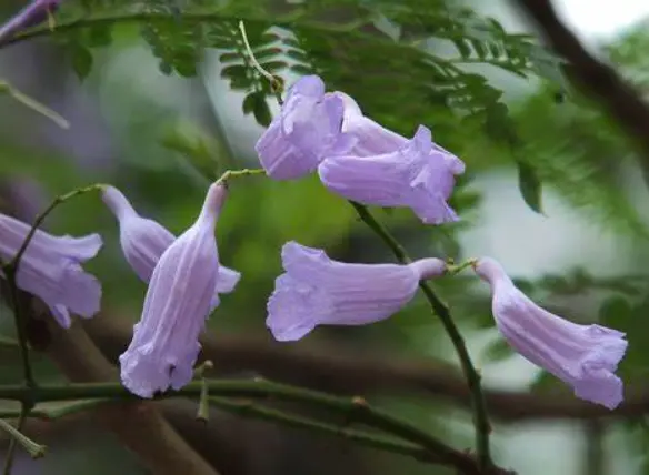 蓝花楹