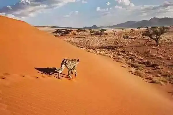 卡拉哈里沙漠