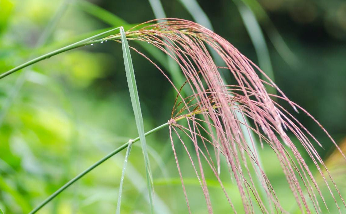 须芒草