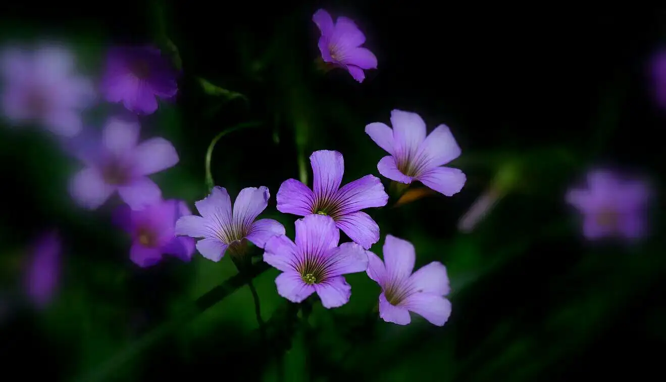 苔花