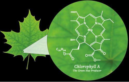 叶绿素