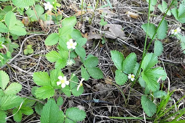 野草莓