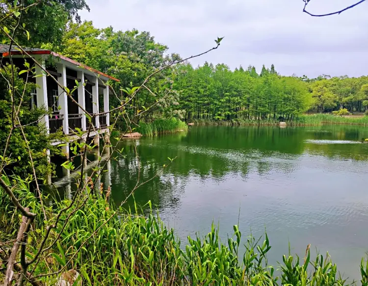 水源涵养林