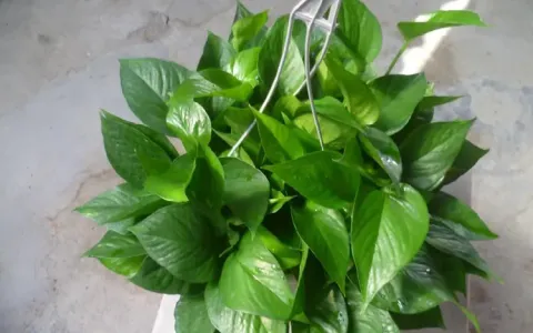 室内观叶植物