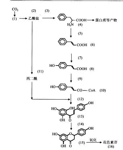 花青素