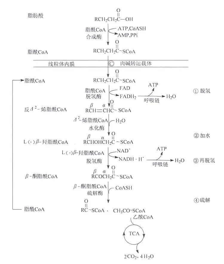 饱和脂肪酸